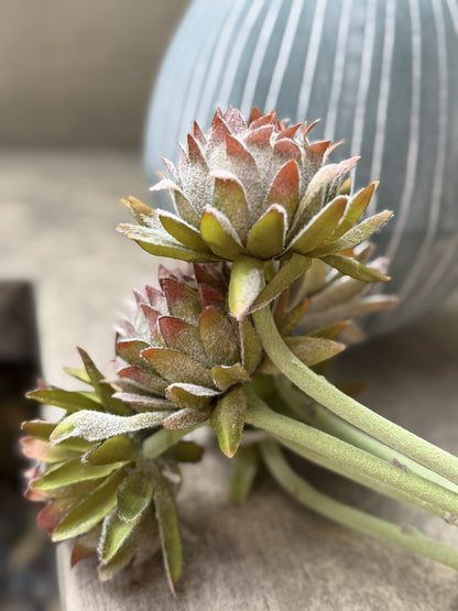 Flor alcachofa