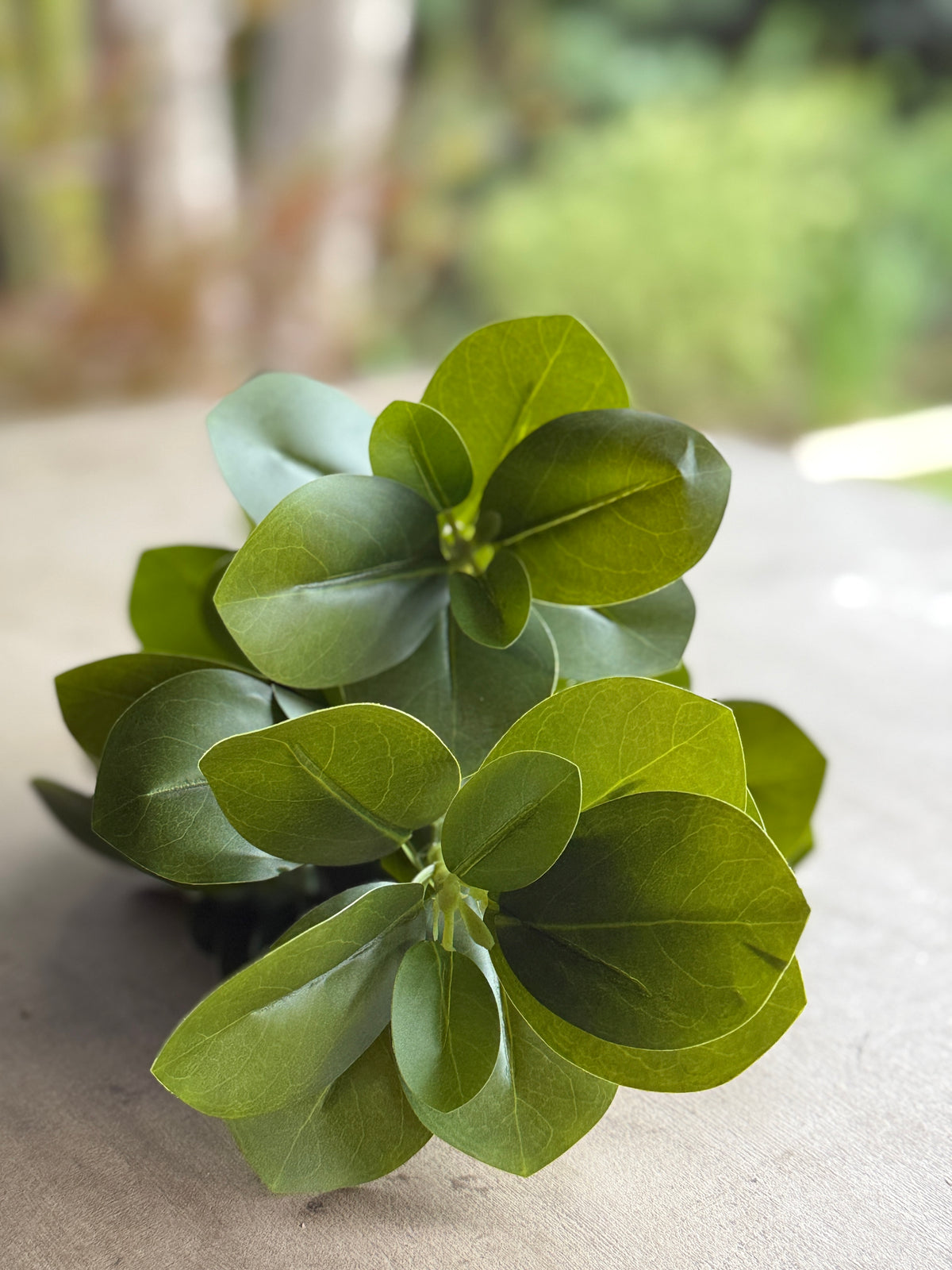 Rama Ruscus verde