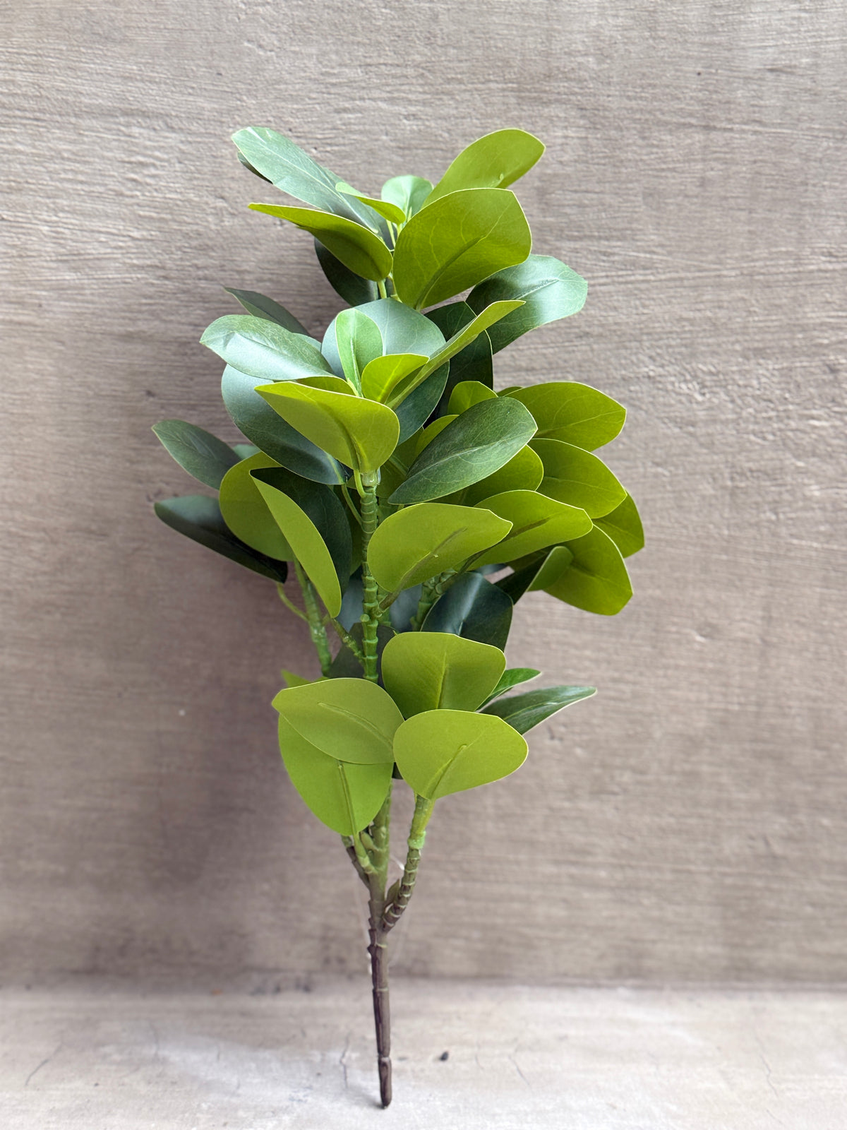 Rama Ruscus verde