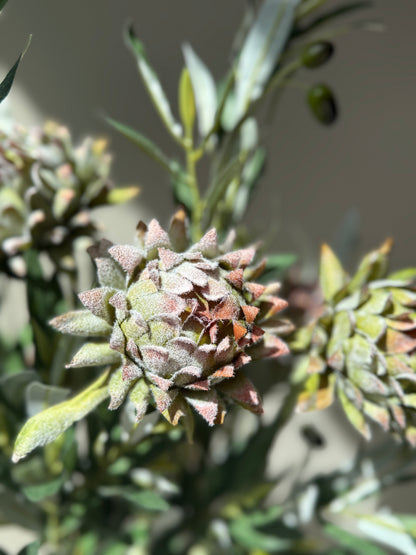 Flor alcachofa