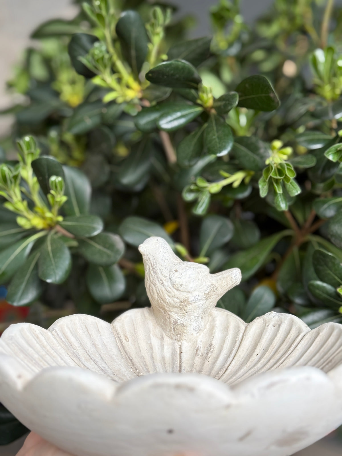 Fuente para pájaros en flor